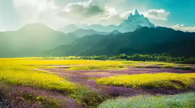 Free download ai generated pasture flowers color free picture to be edited with GIMP free online image editor