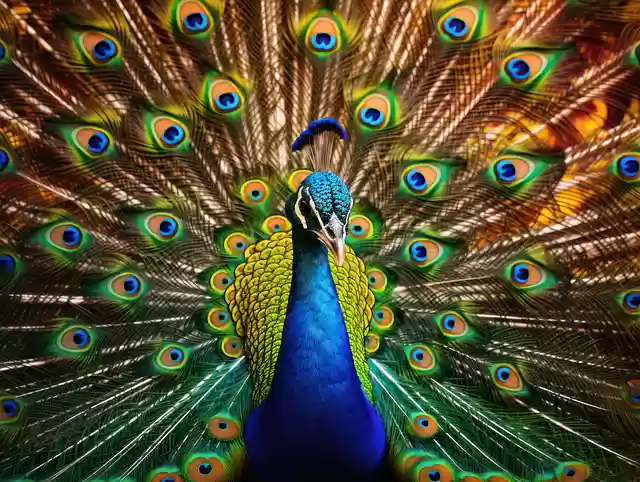 ai generated peacock by OffiDocs for office
