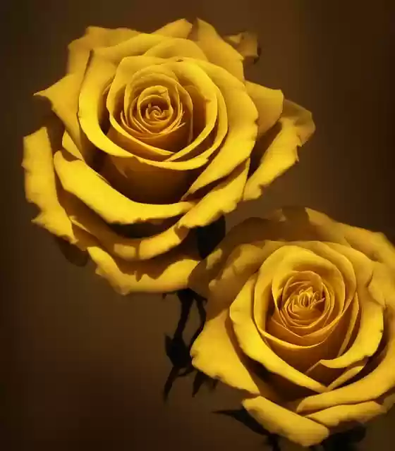 Free download ai generated roses flowers free picture to be edited with GIMP free online image editor