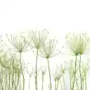 Airplane flowers and grass  screen for extension Chrome web store in OffiDocs Chromium