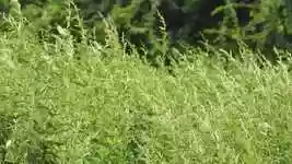 Free download Air Swing Shrubs -  free video to be edited with OpenShot online video editor