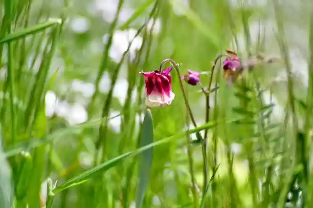 Free download Akelei Flower Pink -  free photo or picture to be edited with GIMP online image editor