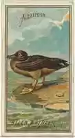 Free download Albatross, from the Birds of America series (N4) for Allen & Ginter Cigarettes Brands free photo or picture to be edited with GIMP online image editor