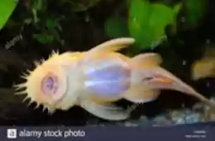 Free download albino-bristlenose-catfish-tropical-fish-under-belly-view-part-of-C2M9MG free photo or picture to be edited with GIMP online image editor