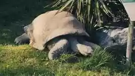 Free download Aldabra Giant Tortoise -  free video to be edited with OpenShot online video editor