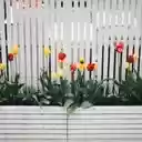 A Linear Display of Spring Tulips  screen for extension Chrome web store in OffiDocs Chromium