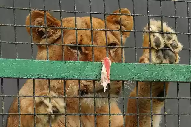 Free download A Lion In Cage Looking For -  free photo or picture to be edited with GIMP online image editor