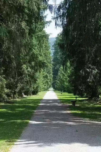 Скачать бесплатно Alley Road To Trees - бесплатное фото или изображение для редактирования с помощью онлайн-редактора изображений GIMP