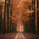 Alley Trees Road  screen for extension Chrome web store in OffiDocs Chromium