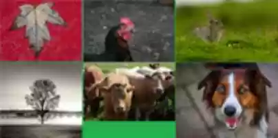 Free download all free photo or picture to be edited with GIMP online image editor