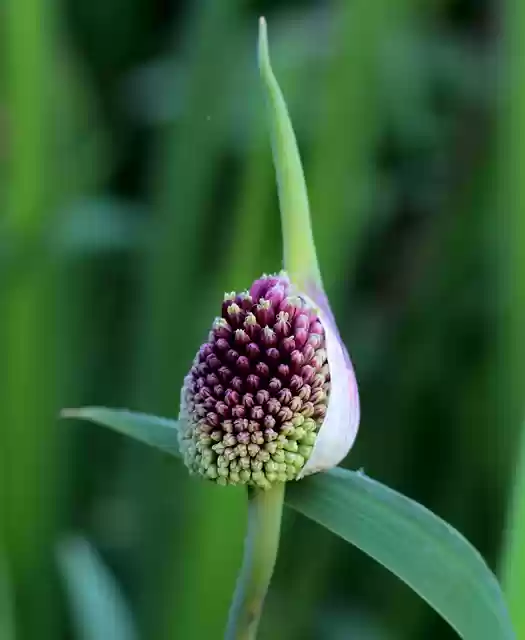 Free download allium red mohican ornamental onion free picture to be edited with GIMP free online image editor