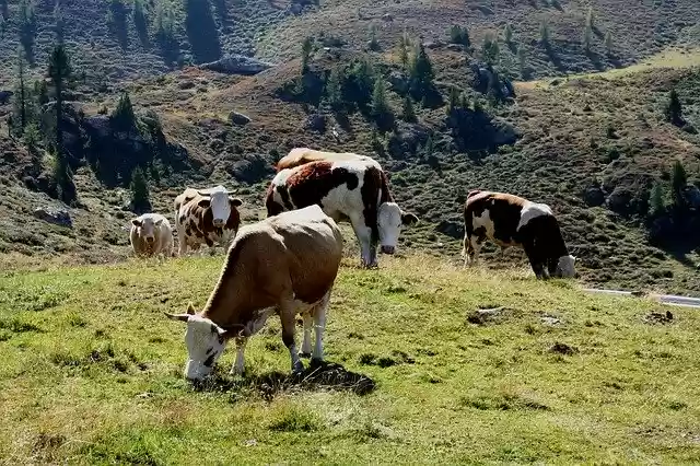 Free download Alm Cows Meadow -  free photo or picture to be edited with GIMP online image editor