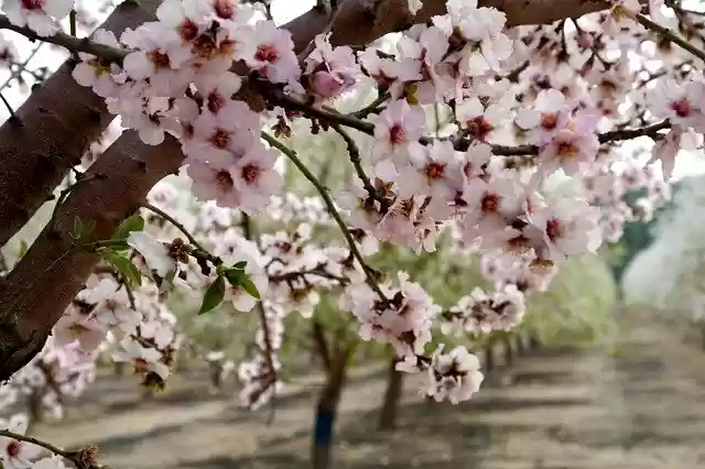 Free download Almonds Flowers Trees -  free photo or picture to be edited with GIMP online image editor