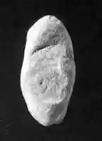 Free download Almond-shaped sealing with three circular seal impressions free photo or picture to be edited with GIMP online image editor