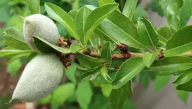 Free download Almond Tree Spring New -  free photo or picture to be edited with GIMP online image editor