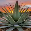 Aloe plant wallpaper  screen for extension Chrome web store in OffiDocs Chromium