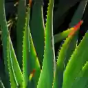 ALOE Theme  screen for extension Chrome web store in OffiDocs Chromium