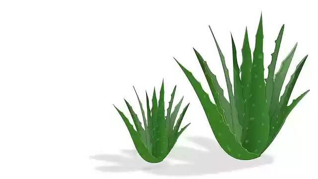 Free download Aloe Vera Ayurveda -  free illustration to be edited with GIMP free online image editor