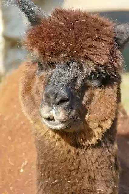 Free download Alpaca Brown Head -  free photo or picture to be edited with GIMP online image editor