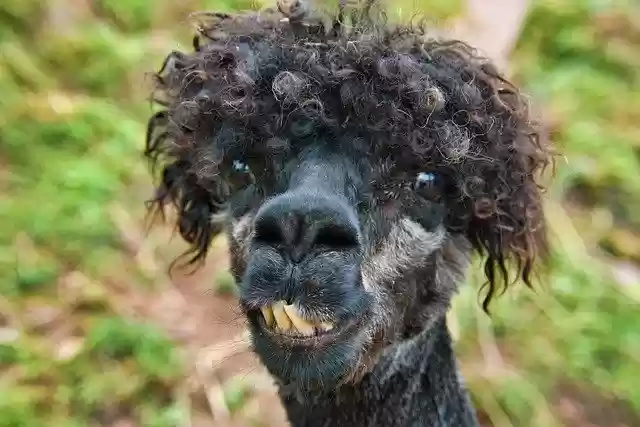 Free download Alpaca Head Animal -  free photo or picture to be edited with GIMP online image editor