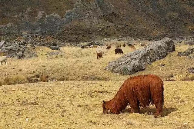 Free download Alpaca Peru -  free photo or picture to be edited with GIMP online image editor