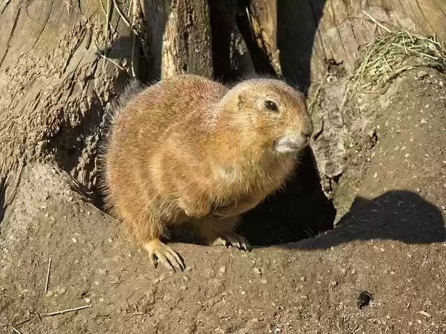 Free download Alpine Marmot Gophers -  free photo or picture to be edited with GIMP online image editor