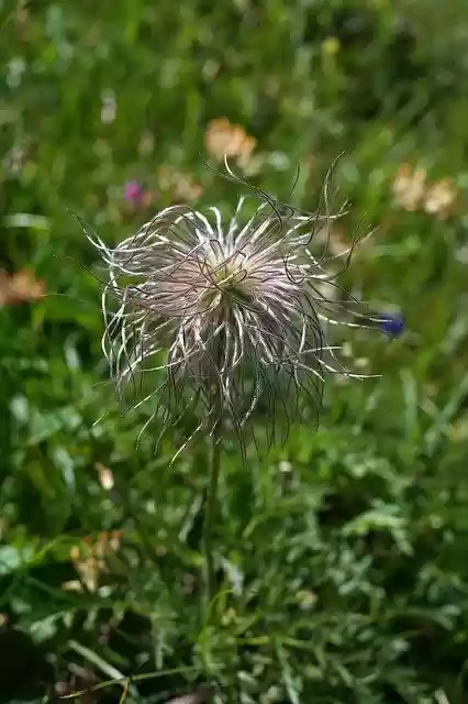 Free download alpine pasque flower faded free picture to be edited with GIMP free online image editor
