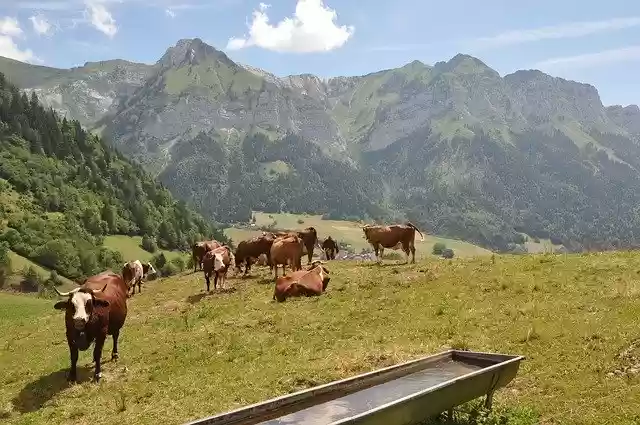 Free download Alps Cows Mountain -  free photo or picture to be edited with GIMP online image editor