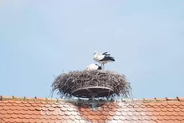 Free download Alsace Stork Nest -  free photo or picture to be edited with GIMP online image editor