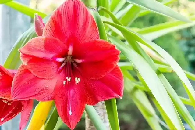 Free download Amaryllis Red Blossom -  free photo or picture to be edited with GIMP online image editor