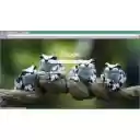 Amazon Milk Frog  screen for extension Chrome web store in OffiDocs Chromium