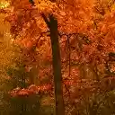 Amber Autumn  screen for extension Chrome web store in OffiDocs Chromium