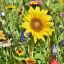 A Medley of Wildflower Diversity  screen for extension Chrome web store in OffiDocs Chromium