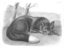Free download American Black or Silver Fox free photo or picture to be edited with GIMP online image editor
