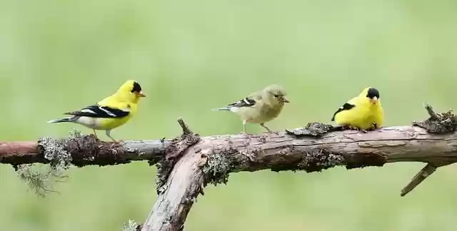 Free download american goldfinch goldfinch birds free picture to be edited with GIMP free online image editor