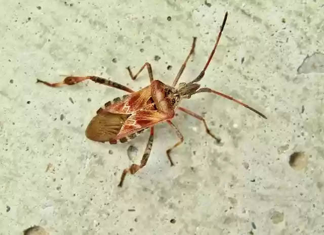 Free download American Pine Bug Brown -  free free photo or picture to be edited with GIMP online image editor