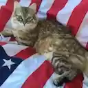 AmeriCats  screen for extension Chrome web store in OffiDocs Chromium