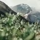 A Mountainside in Jasper National Park  screen for extension Chrome web store in OffiDocs Chromium