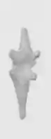 Free download Amulet of crocodile free photo or picture to be edited with GIMP online image editor