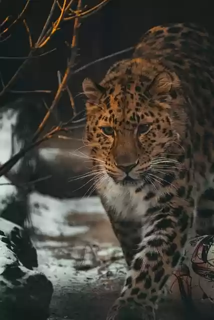 Free download amur leopard leopard feline free picture to be edited with GIMP free online image editor