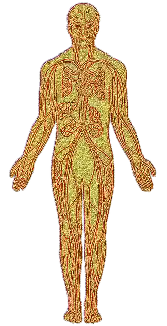 Free download Anatomy Heart Circulatory System -  free illustration to be edited with GIMP free online image editor