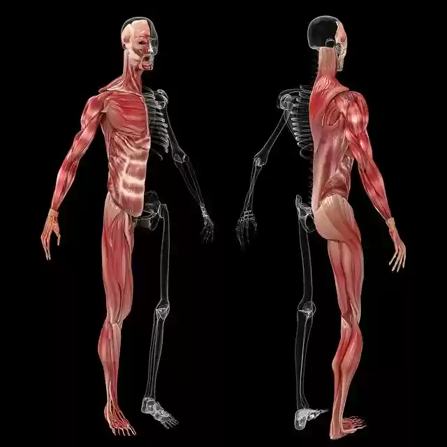 Free download Anatomy Muscle Human -  free illustration to be edited with GIMP free online image editor