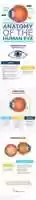 Free download Anatomy Of The Human Eye free photo or picture to be edited with GIMP online image editor