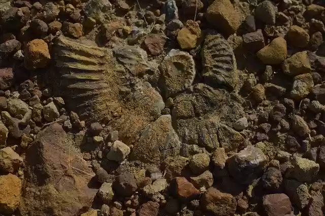Free download Ancient Aquatic Fossil Kutch -  free photo or picture to be edited with GIMP online image editor