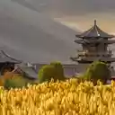Ancient Chinese Architecture in the Desert  screen for extension Chrome web store in OffiDocs Chromium