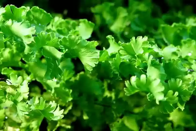 Free download andiantum flora leaves green free picture to be edited with GIMP free online image editor