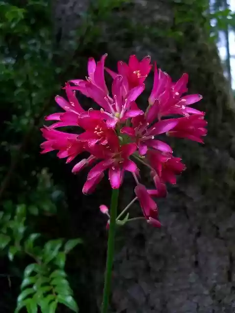 Free download Andrews Clintonia Lily Red -  free photo or picture to be edited with GIMP online image editor