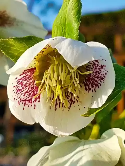 免费下载 Anemone Blanda Christmas Rose - 可使用 GIMP 在线图像编辑器编辑的免费照片或图片