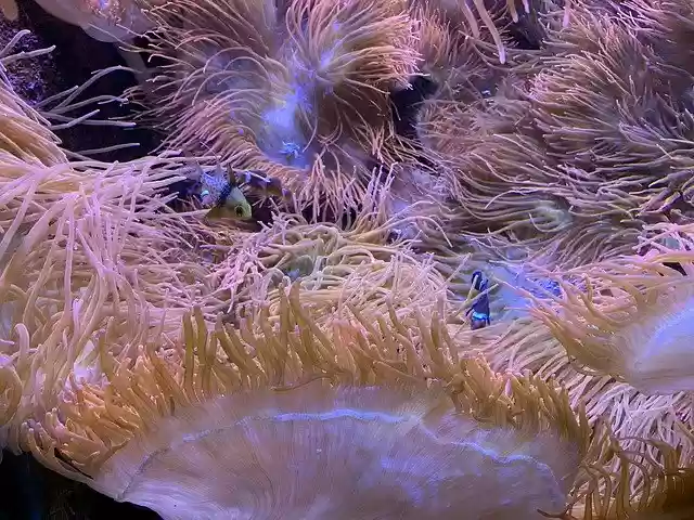 Free download Anemone Fish Ocean -  free photo or picture to be edited with GIMP online image editor