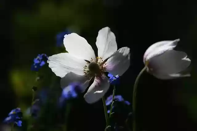 Free download anemone flower blossom bloom free picture to be edited with GIMP free online image editor
